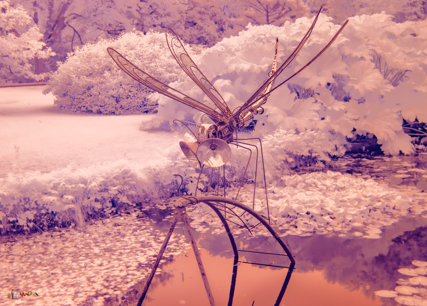 ‘Dragonfly’ by Frank Hallinan Flood, Botanic Gardens, Art in Context, 2021. I chose to shoot in infrared, summing three different exposures. I rendered it with several Lightroom adjustments. The dragonfly has long since departed.