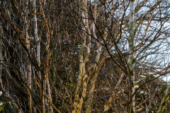 SR000167-HDR_wp