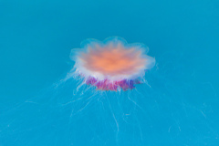 SR029755-1