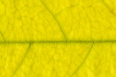 Leaf_wp