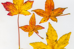 LiquidAmber_wp