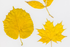 Three-Yellows_wp-2