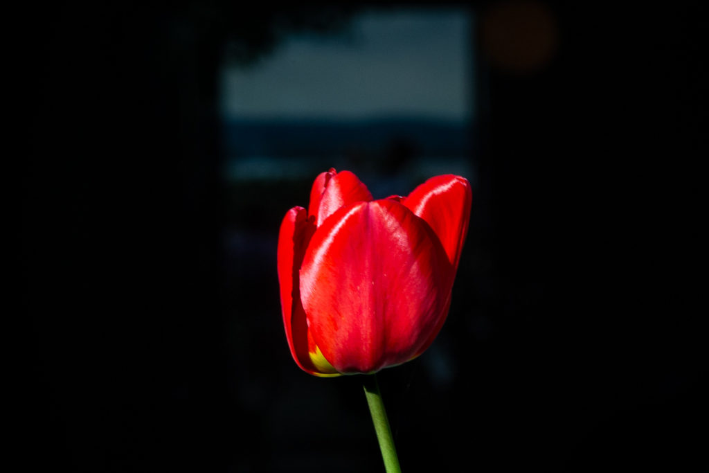 One Tulip to illustrate self-sufficiency