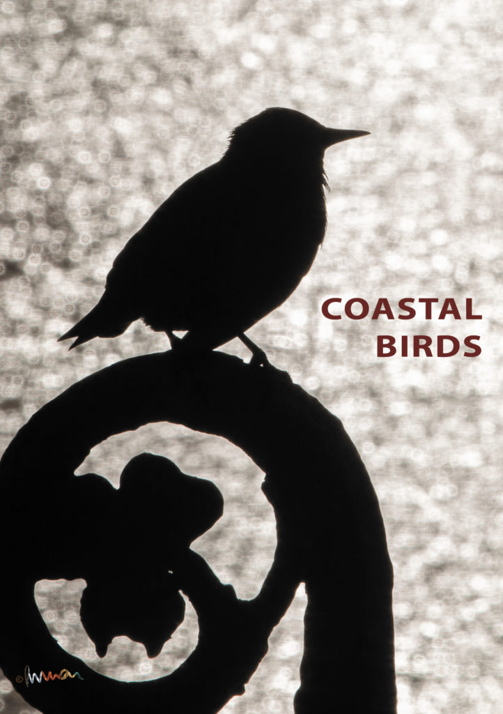 coastal birds chapbook