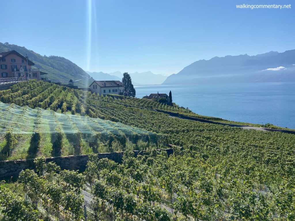 vineyards by the lake