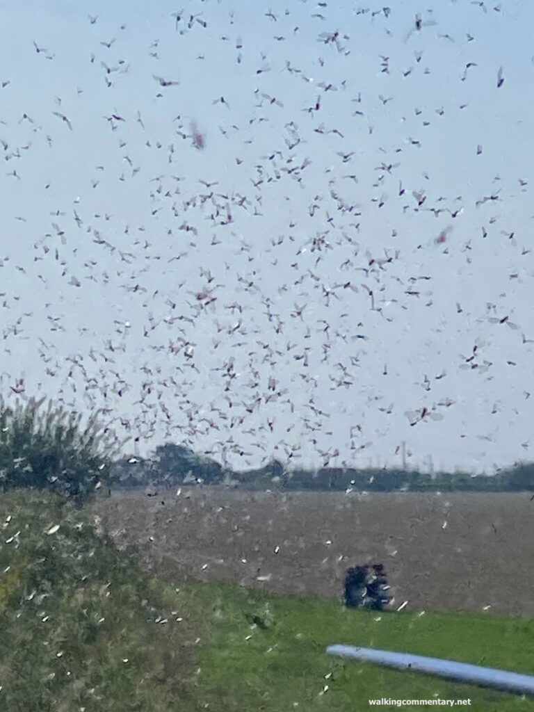 a swarm of pests